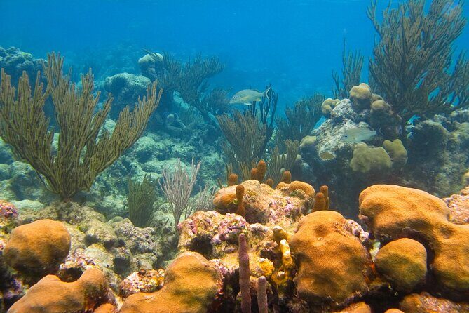 Turtles and Jungle Adventure - The Highlights: Natural Beauty and Adventure