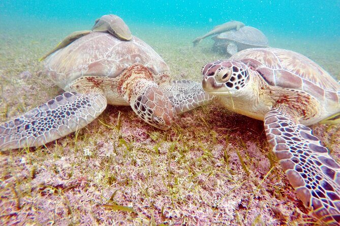 Turtles and Jungle Adventure - Authentic Experiences and Traveler Feedback
