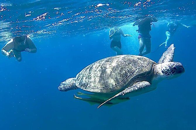 Turtles Bay, Swimming with Turtles Hurghada & Marsa ALam - Practical Tips for Your Trip
