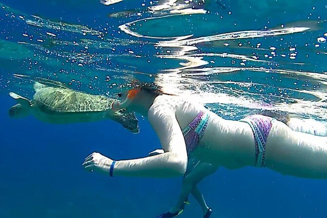 Turtles Bay, Swimming with Turtles Hurghada & Marsa ALam - FAQ