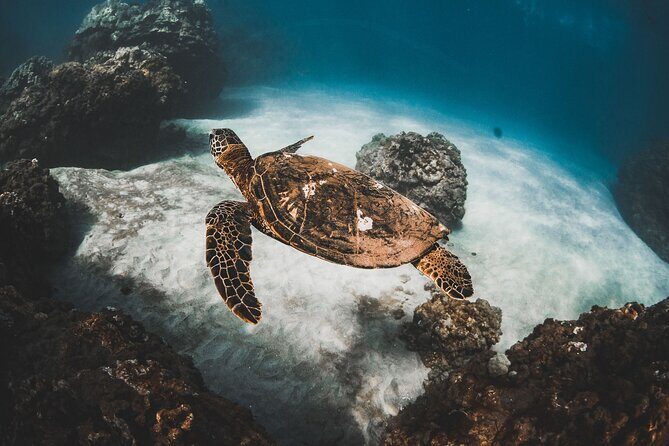 Turtles & Tacos Luxury Catamaran Snorkel - Key Points