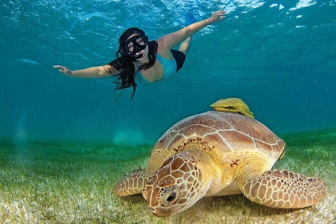 Turtles & Tulum Ruins! Round Transportation from Tulum City - How Does It Value for Money?