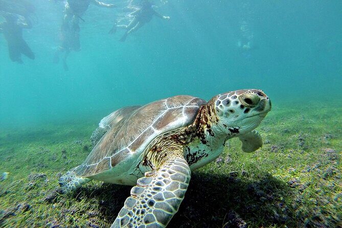 Turtles & Tulum Ruins! Round Transportation from Tulum City - Who Is This Tour Best For?
