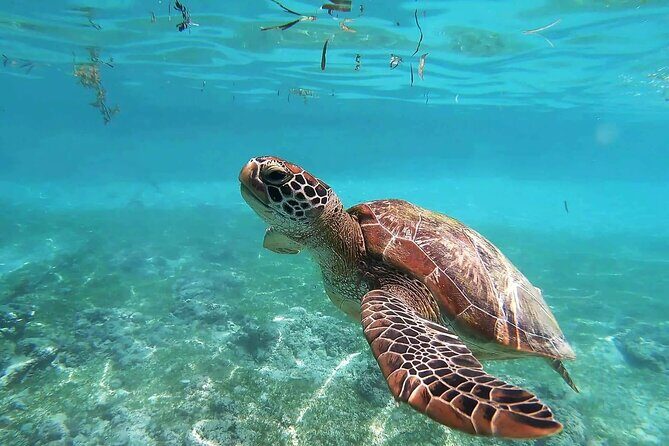 Turtles & Tulum Ruins! Round Transportation from Tulum City - Final Thoughts