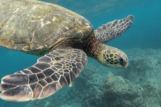 Turtles & Tulum Ruins! Round Transportation from Tulum City - FAQ