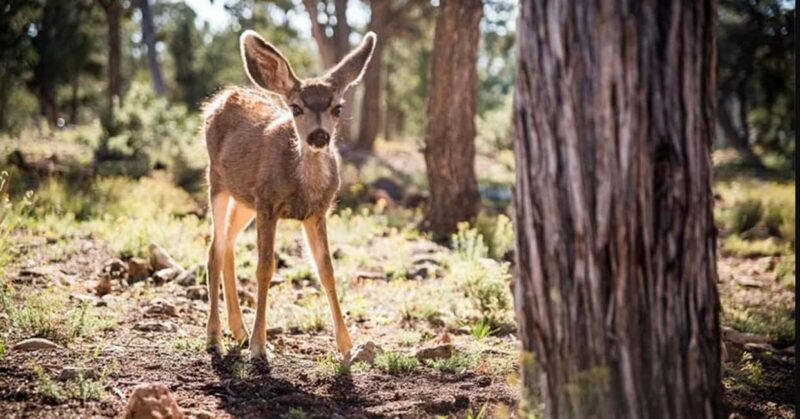 Tusayan: Grand Canyon National Park Off Road Journey - Key Points