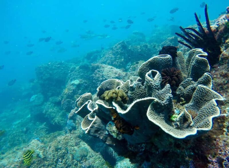 Tweed Heads: Snorkel With the Turtles - Key Points