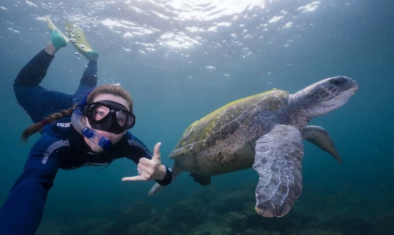 Tweed Heads: Snorkel With the Turtles - What to Expect from Your Snorkel Adventure