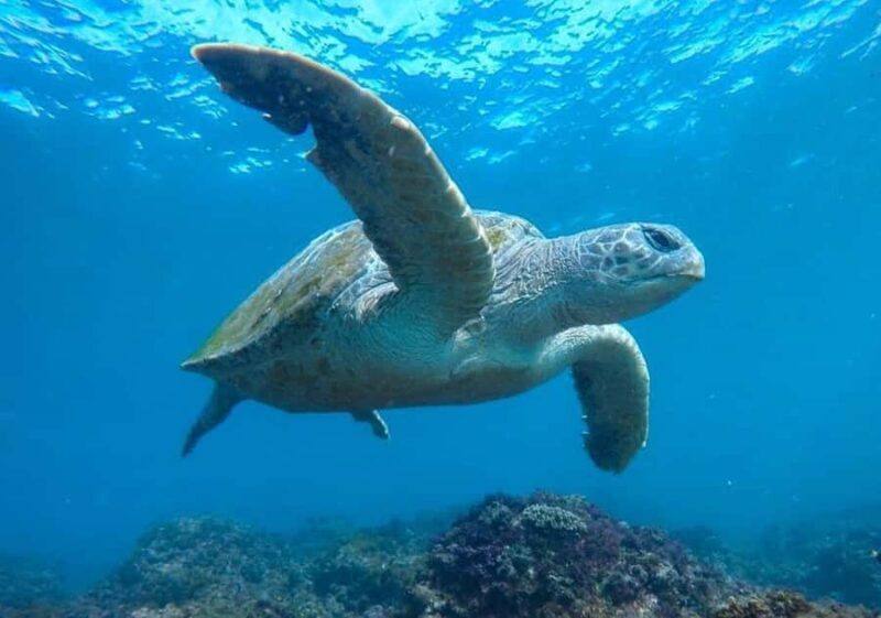 Tweed Heads: Snorkel With the Turtles - The Value of This Snorkeling Tour
