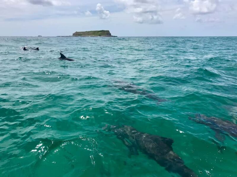 Tweed Heads: Snorkel With the Turtles - Who Will Love This Tour?