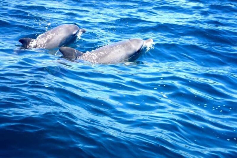 Tweed Heads: Snorkel With the Turtles - Final Thoughts: Why Choose This Snorkel Tour?