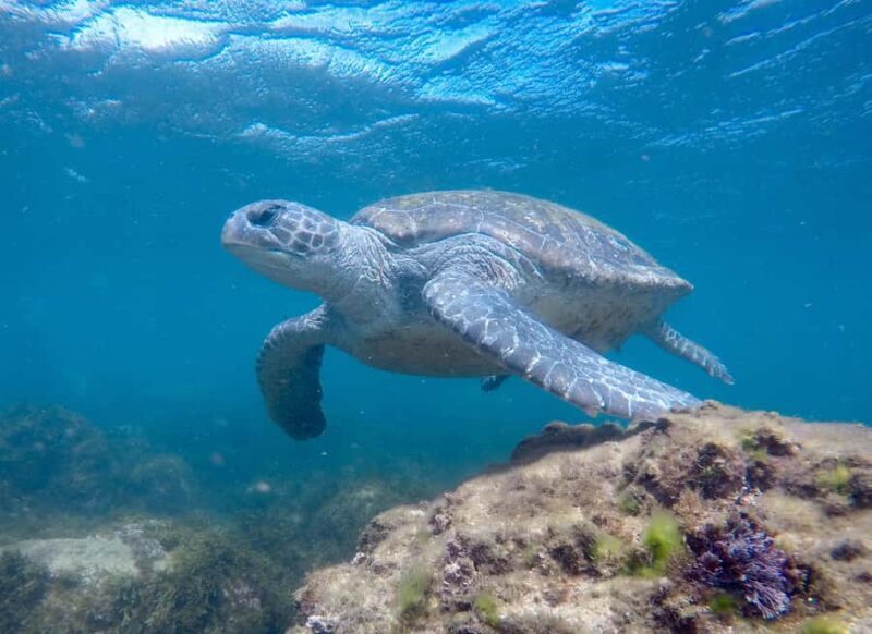 Tweed Heads: Snorkel With the Turtles - Frequently Asked Questions