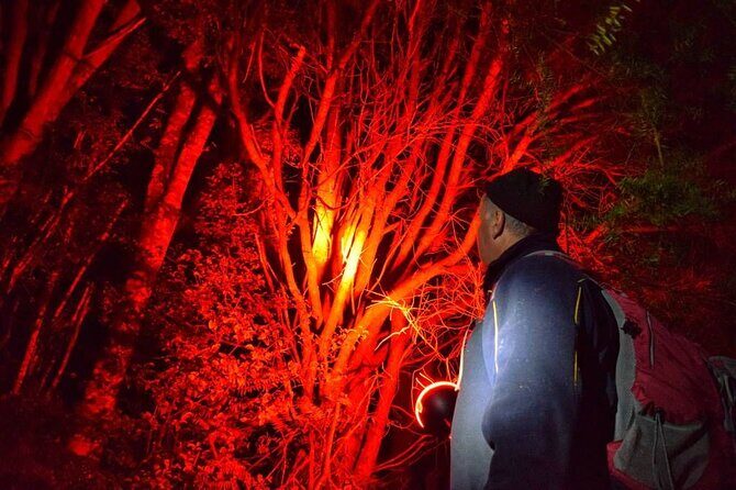 Twilight Wild Kiwi Bird Encounter Private Tour - Key Points