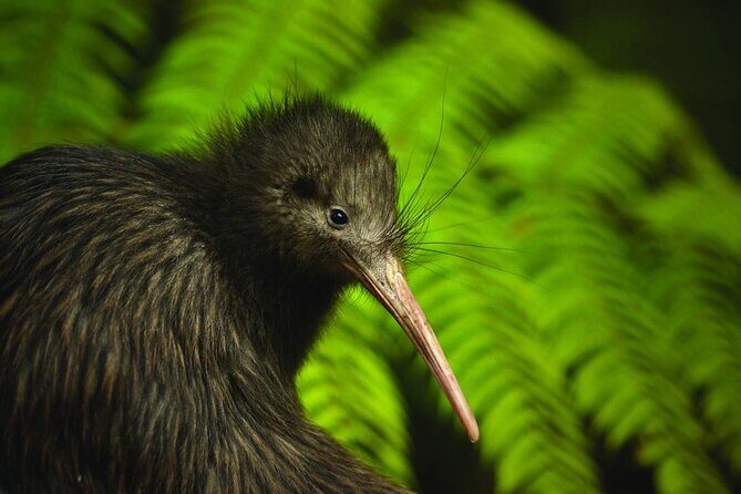 Twilight Wild Kiwi Bird Encounter Private Tour - Why This Tour Offers Great Value