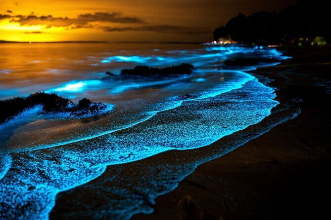 Twiligth Sea Canoe and Bioluminescent Plankton - A Comprehensive Look at the Twilight Sea Canoe and Bioluminescent Plankton Tour