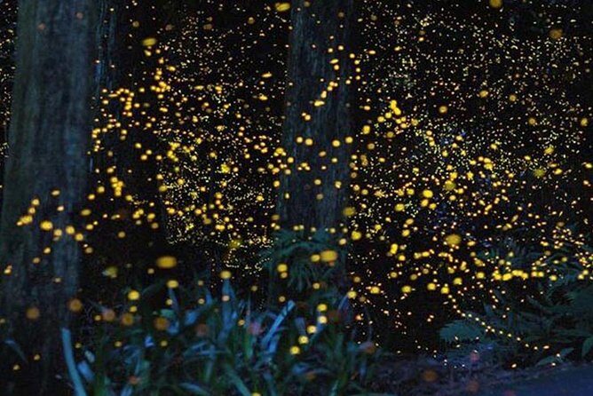 Twinkling Kuala Selangor Firefly Boat Tour from Kuala Lumpur - Final Thoughts