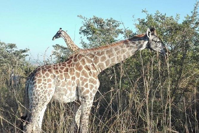 Two day Kruger National Park Safari from Johannesburg - The Accommodation: Glamping in Kruger