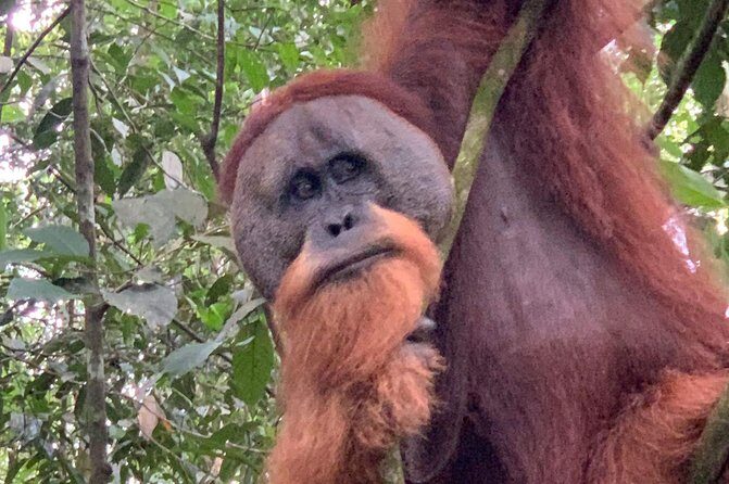 Two days orangutans adventure in Gunung Leuser - The Sum Up: Who Will Love This Tour?