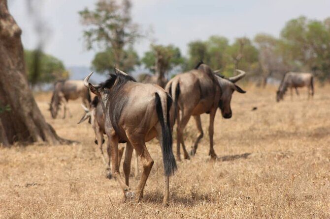 Two Days Safari by Train - Key Points