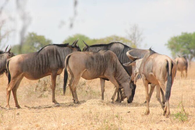 Two Days Safari by Train - The Itinerary in Detail: What to Expect