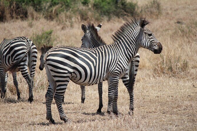 Two Days Safari by Train - Why Consider This Tour?