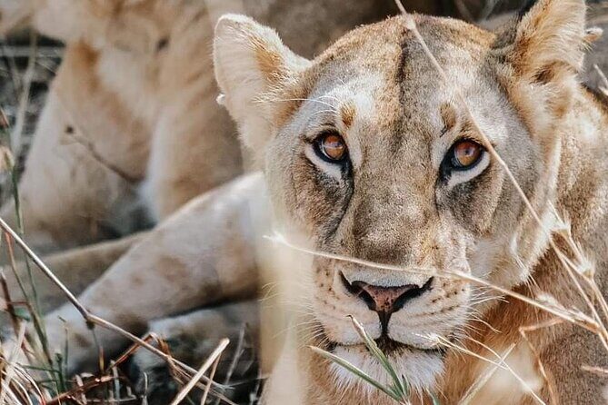 Two Days Safari by Train - FAQ
