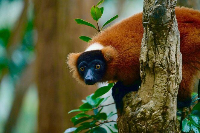 Two days tour to Andasibe NP - An Honest Look at the 2-Day Andasibe Tour