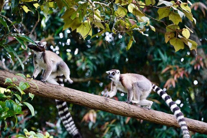 Two days tour to Andasibe NP - Who Will Love This Tour?