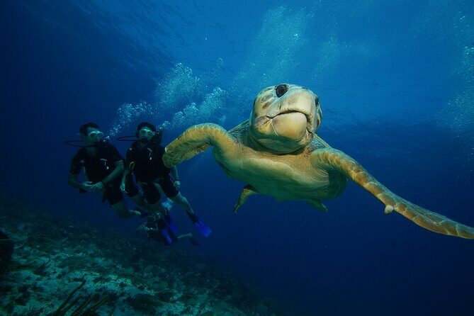 Two Dives and Class for Begginers Divers in Cancun - Final Thoughts: Who Is This Tour Best For?