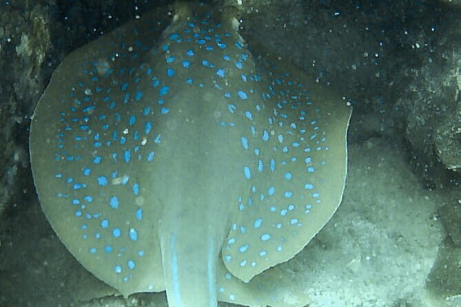 Two Fun Dives for Certified Divers in Koh Kood or Koh Rang - The Itinerary: From Island to Underwater Oasis