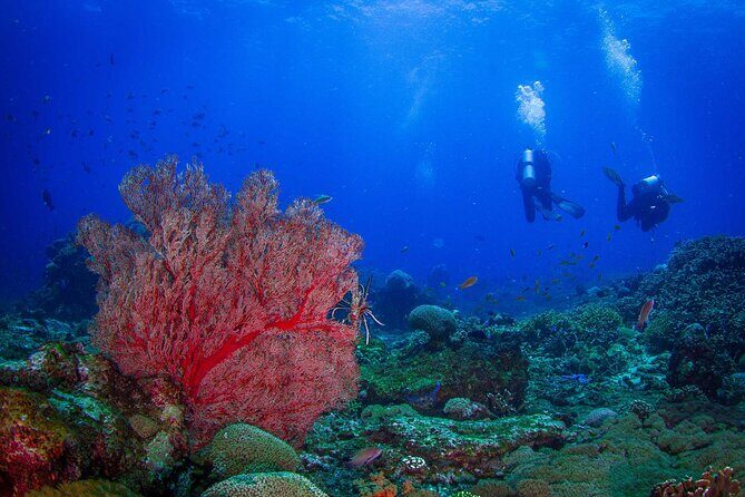 Two fun dives morning trip (Certified Divers only) - Key Points
