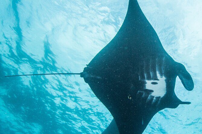 Two fun dives morning trip (Certified Divers only) - A Primer on the Experience