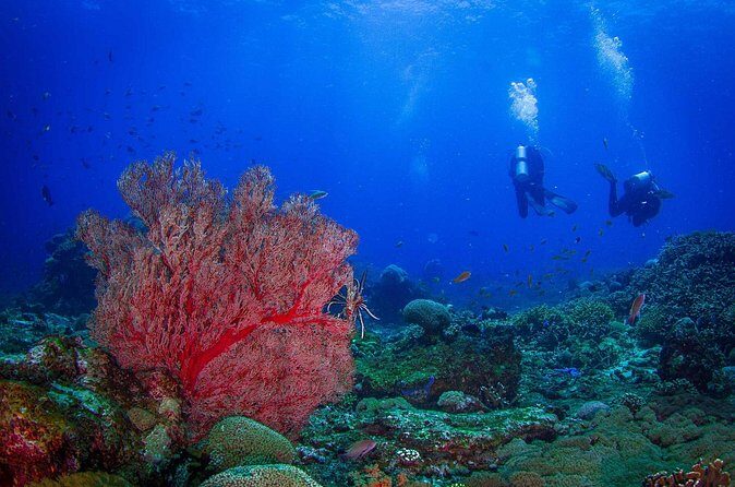 Two fun dives morning trip (Certified Divers only) - Why This Tour Stands Out