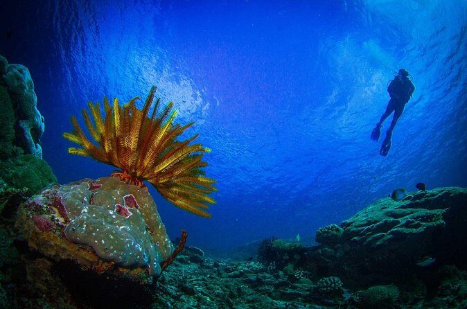 Two fun dives morning trip (Certified Divers only) - FAQ