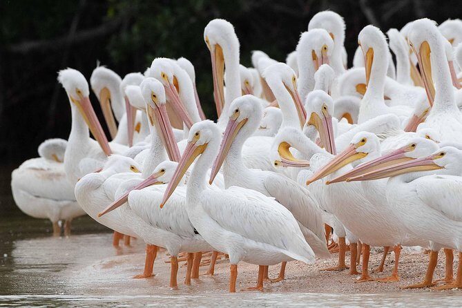 Two-Hour Everglades Dolphin, Manatee and Birding Boat Tour - Key Points