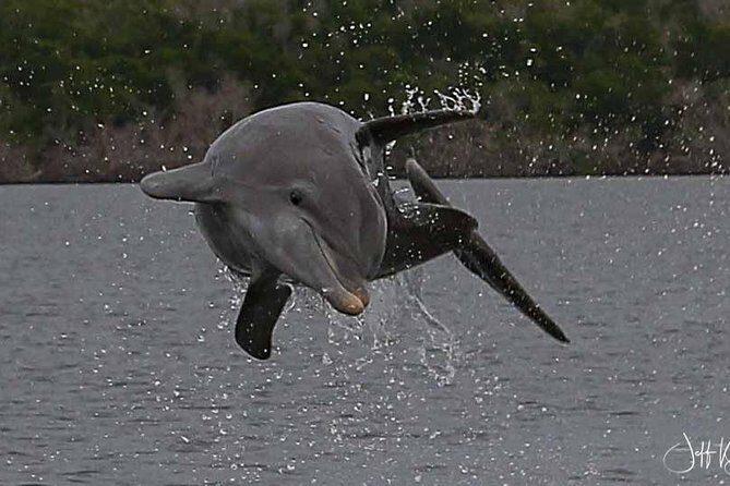 Two-Hour Everglades Dolphin, Manatee and Birding Boat Tour - FAQ