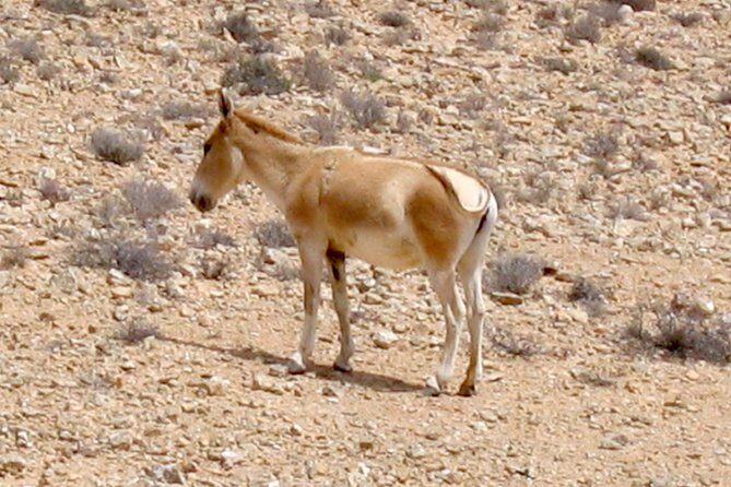 Two hour guided jeep tour in to and around the Ramon crater - The Sum Up