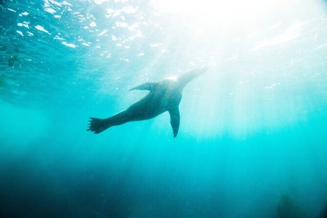 Two Hour Kayak and Snorkel Tour for Two in La Jolla - What the Tour Looks Like: A Step-by-Step Breakdown