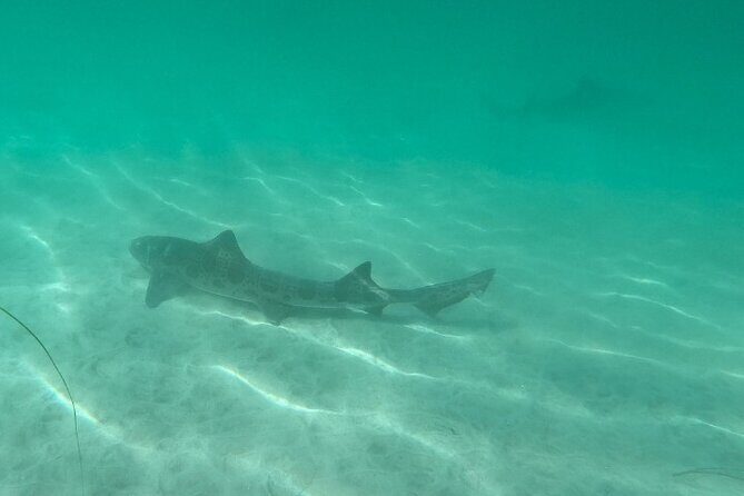 Two Hour Kayak and Snorkel Tour for Two in La Jolla - The Sum Up: Is It Worth It?
