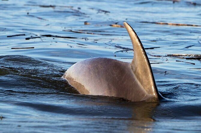 Two Hour Large Group Dolphin Tour - Who This Tour Is Best For
