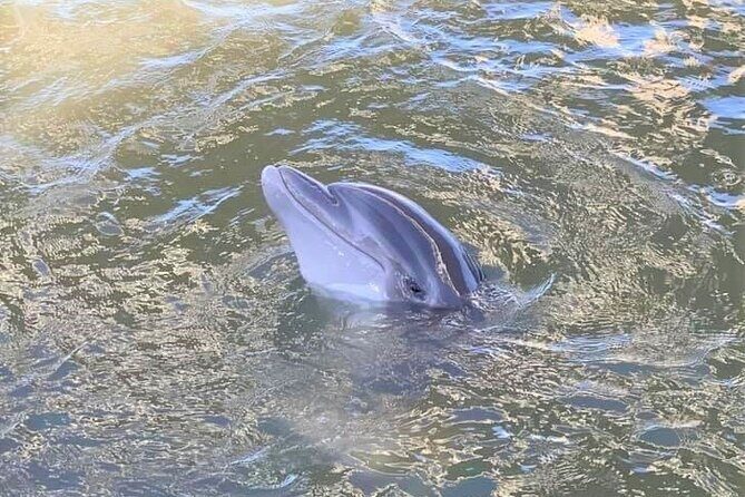 Two Hour Large Group Dolphin Tour - FAQ