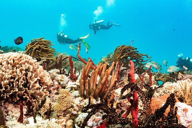 Two reef discovery dives with professional instructor (no experience necessary) - Final Thoughts