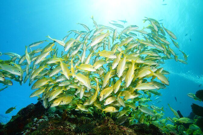 Two Reefs For Certified Divers in Cancun - Who Will Love This Tour?