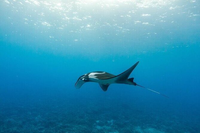 Two Stop Snorkel Adventure from Maui - What Travelers Are Saying