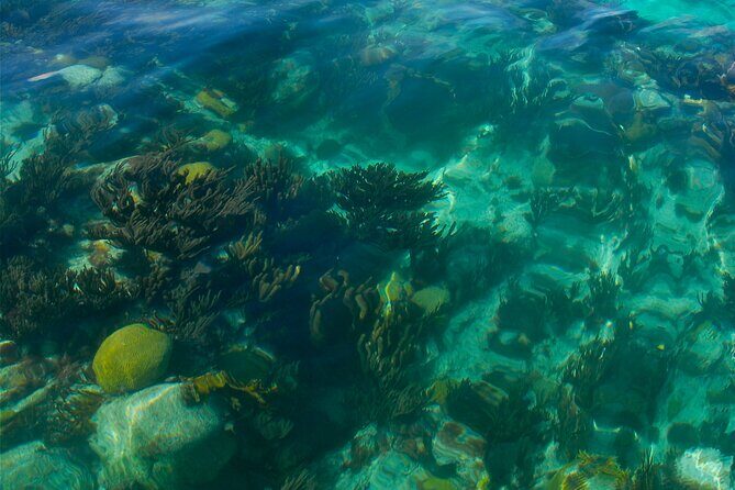 Two Stop Snorkel and Shipwreck from Dockyard - An In-Depth Look at the Tour Experience