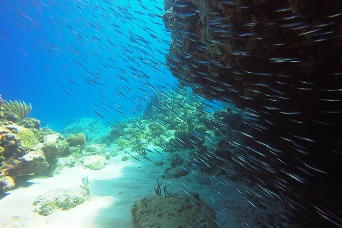 Two-Tank Dive for Certified Diving in St Thomas - Who Would Enjoy This Tour?