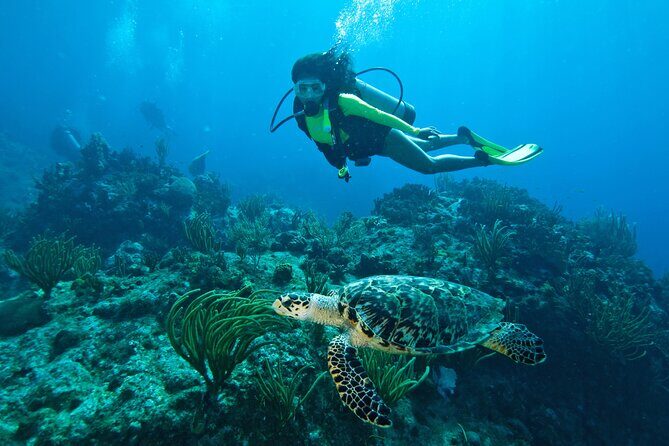 Two-Tank Morning Dive Trip for Certified Divers - Key Points
