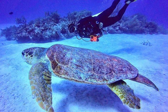 Two tanks local diving for certified divers, SCUBA gear included - An Honest Look at the Itinerary and Experience