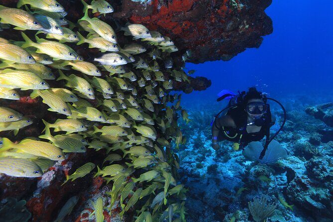 Two Tanks Scuba Diving for Beginners in Cancun - What to Expect on the Water