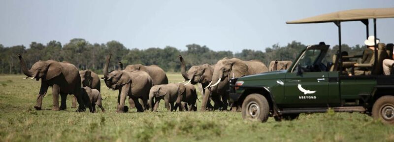 Twyfelfontein: Desert Elephants & Rock Art Private Tour - Key Points